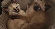 Néva participe au concours pour gagner de l'argent avec cette photo : cat, kitten, siamese, blue_eyes, feline, pet, animal, cozy, bed, plush, snuggling, cute, fur, indoor, resting, two_animals, young, companion, curious, soft