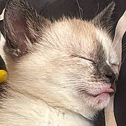 Néva a rejoint le concours — aidez-le/la à gagner de superbes lots ! kitten, cat, sleeping, tongue_out, close_up, fur, animal, pet, cute, whiskers, ear, face, peaceful, resting, young, mammal, domestic, adorable, feline, soft