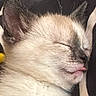 kitten, cat, sleeping, tongue_out, close_up, fur, animal, pet, cute, whiskers, ear, face, peaceful, resting, young, mammal, domestic, adorable, feline, soft