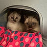 kitten, cat, siamese, pets, animal, cute, feline, indoor, blanket, colorful, polka_dot, tent, cozy, snuggling, young, fur, eyes, playful, tongue, resting
