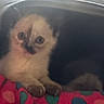 Néva participe au concours pour gagner de l'argent avec cette photo : kitten, cat, pet, fuzzy, indoor, blanket, polka_dot, colorful, cute, animal, young, fur, resting, small, curious, face, paw, closeup, indoor_lighting, sheltered