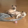 Néva participe au concours pour gagner de l'argent avec cette photo : kitten, cat, siamese, floor, wooden_floor, toy, ball, bag, gray_bag, playful, curious, pet, indoor, animal, fur, cute, young, resting, lying_down, sitting