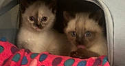 Angel participe au concours pour gagner de l'argent avec cette photo : animal, blanket, cat, cave, colorful, cozy, cute, eyes, feline, fur, indoor, kitten, pets, playful, polka_dot, siamese, snuggling, tongue_out, two, young