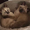 cat, kitten, siamese, pet, animal, furry, blue_eyes, snuggling, cozy, bed, cute, fur, domestic_animal, two_animals, resting, indoor, young, mammal, sleepy, companion