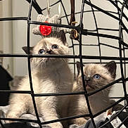 Angel a rejoint le concours — aidez-le/la à gagner de superbes lots ! kitten, cat, siamese, blue_eyes, wire_cage, toy, knitted_toy, indoor, pet, cute, fluffy, young_animal, feline, curious, resting, soft_fabric, close_up, animal_portrait, domestic_animal, playful