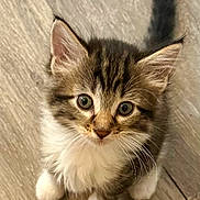 Socks joined the competition — help win amazing prizes! kitten, cat, pet, animal, fur, whiskers, ears, paws, cute, looking_up, young, indoor, wooden_floor, tabby, small, adorable, feline, playful, curious, fluffy