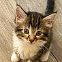 kitten, cat, pet, animal, fur, whiskers, ears, paws, cute, looking_up, young, indoor, wooden_floor, tabby, small, adorable, feline, playful, curious, fluffy