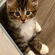 Zoe is registered to the contest to win money with this photo: kitten, cat, pet, fur, whiskers, eyes, paws, curious, indoor, wood_floor, cute, young, animal, small, tabby, white_paws, close_up, portrait, feline, domestic