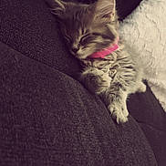 Sapphire is registered to the contest to win money with this photo: kitten, sleeping, pink_collar, couch, furniture, cozy, fluffy, pet, animal, resting, domestic_cat, indoor, closeup, cute, fur, paw, blanket, relaxation, peaceful, soft