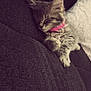 kitten, sleeping, pink_collar, couch, furniture, cozy, fluffy, pet, animal, resting, domestic_cat, indoor, closeup, cute, fur, paw, blanket, relaxation, peaceful, soft