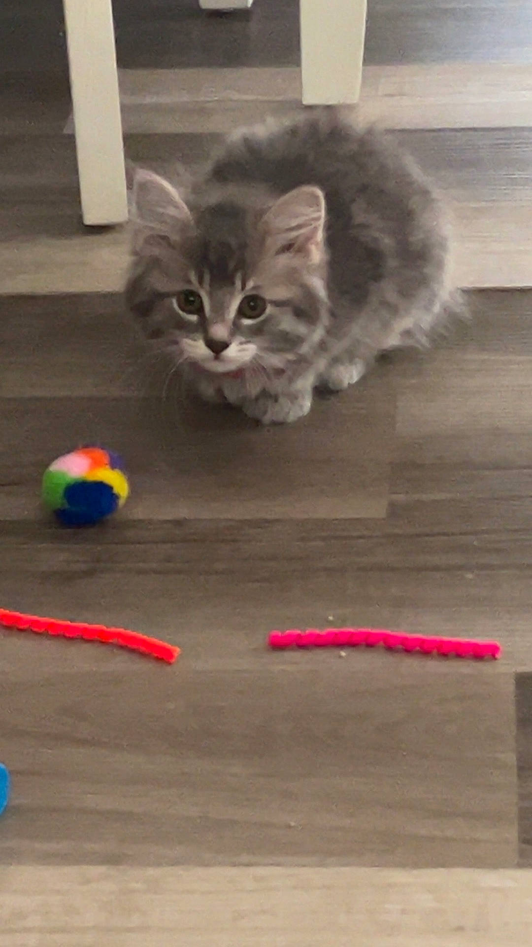 Sapphire is registered to the contest to win money with this photo: animal, ball, cat, colorful_toy, curious, cute, ears, feline, floor, fur, gray_fur, indoor, kitten, pet, pipe_cleaner, playful, small, toy, wooden_floor, young