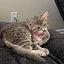 Sapphire is registered to the contest to win money with this photo: kitten, cat, feline, pet, indoor, couch, furniture, gray, fluffy, collar, paw, cute, young, animal, resting, domestic, cozy, wall, electrical_outlet, contemplative