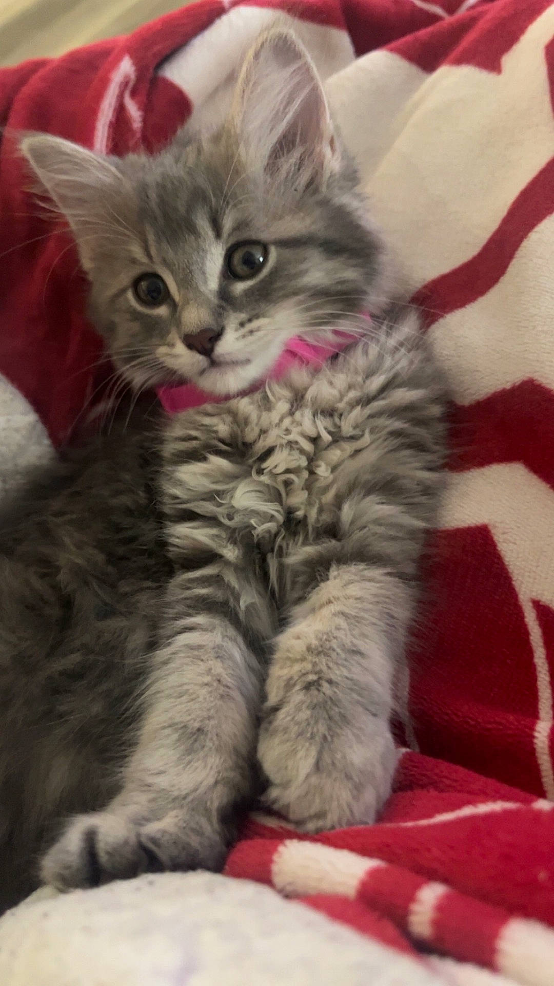 Sapphire is registered to the contest to win money with this photo: animal, blanket, cat, collar, cozy, cute, ears, feline, fur, gray, indoor, kitten, paws, pet, red, relaxed, soft, whiskers, white, young