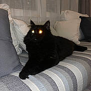Milo a rejoint le concours — aidez-le/la à gagner de superbes lots ! animal, black_cat, cat, couch, cozy, curtains, domestic_cat, fluffy, furniture, glowing_eyes, indoor, night, pet, pillows, relaxed, resting, soft_fur, striped_couch, whiskers, window