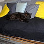 Milo a rejoint le concours — aidez-le/la à gagner de superbes lots ! animal, black_cat, cat, cozy, cushion, domestic_cat, flash, furniture, glowing_eyes, gray_pillow, home, indoor, living_room, pet, pillow, relaxing, resting, sofa, soft_fabric, yellow_pillow