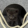 animal, cat_house, closeup, cozy, curious, cute, cute_pet, domestic_animal, feline, fur, gray, gray_cat, indoor, kitten, pet, resting, rope, small, soft, young