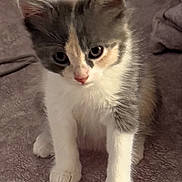 Kookie participe au concours pour gagner de l'argent avec cette photo : adorable, animal, cat, curious, cute, domestic, eyes, feline, fur, indoor, kitten, mammal, paws, pet, sitting, small, soft, texture, whiskers, young