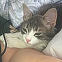 Kookie participe au concours pour gagner de l'argent avec cette photo : arm, bedding, blanket, cat, closeup, cute, domestic_animal, fabric, fur, gray_cat, human, indoor, pattern, pet, pink_nose, relaxed, resting, sleepy, whiskers, white_cat