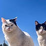 Kookie a rejoint le concours — aidez-le/la à gagner de superbes lots ! animal, black_fur, blue_sky, cat, closeup, cute, daylight, domestic_cat, ears, feline, looking, nature, outdoor, pets, portrait, sky, sunny, two_cats, whiskers, white_fur