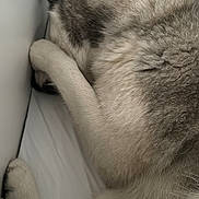 Luna participe au concours pour gagner de l'argent avec cette photo : dog, sleeping, paw, fur, cozy, indoor, bed, resting, animal, canine, corner, white, grey, closeup, relaxing, pet, cute, fluffy, quiet, peaceful