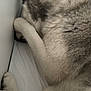 dog, sleeping, paw, fur, cozy, indoor, bed, resting, animal, canine, corner, white, grey, closeup, relaxing, pet, cute, fluffy, quiet, peaceful