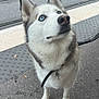Luna participe au concours pour gagner de l'argent avec cette photo : dog, siberian_husky, blue_eyes, leash, pavement, tram_tracks, outdoor, pet, animal, fur, canine, alert, standing, sidewalk, urban, closeup, walking, companion, curious, domestic_animal