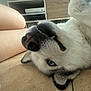 dog, husky, pet, lying_down, blue_eyes, teeth, nose, fur, floor, tile, person, legs, skin, casual, indoors, closeup, playful, animal, companion, relaxing