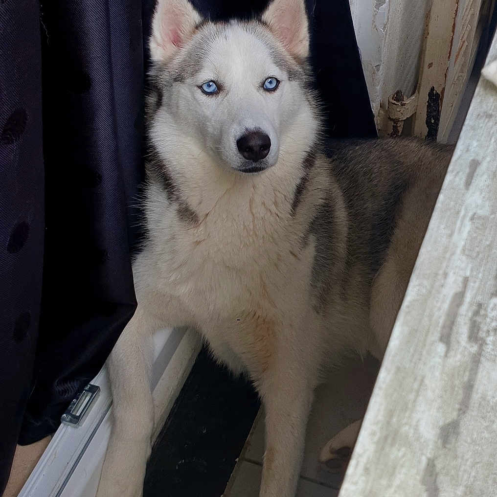 Luna a rejoint le concours — aidez-le/la à gagner de superbes lots ! animal, blue_eyes, canine, curtain, dog, domestic_animal, ears, face, fur, gray, indoor, looking, lying_down, paw, pet, portrait, resting, siberian_husky, white, window