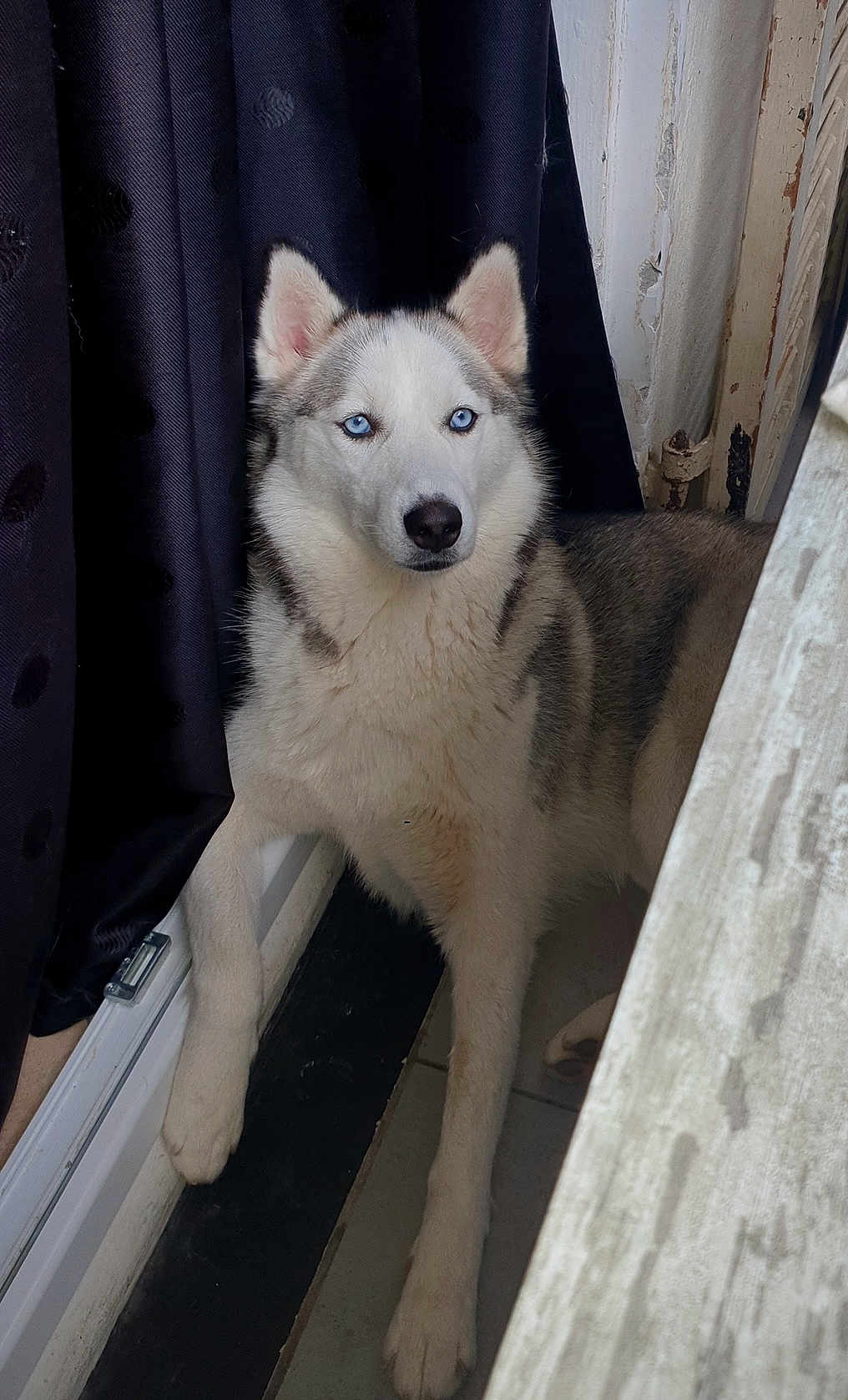 Luna a rejoint le concours — aidez-le/la à gagner de superbes lots ! dog, siberian_husky, blue_eyes, pet, animal, indoor, window, curtain, fur, paw, lying_down, resting, face, ears, canine, domestic_animal, looking, portrait, white, gray