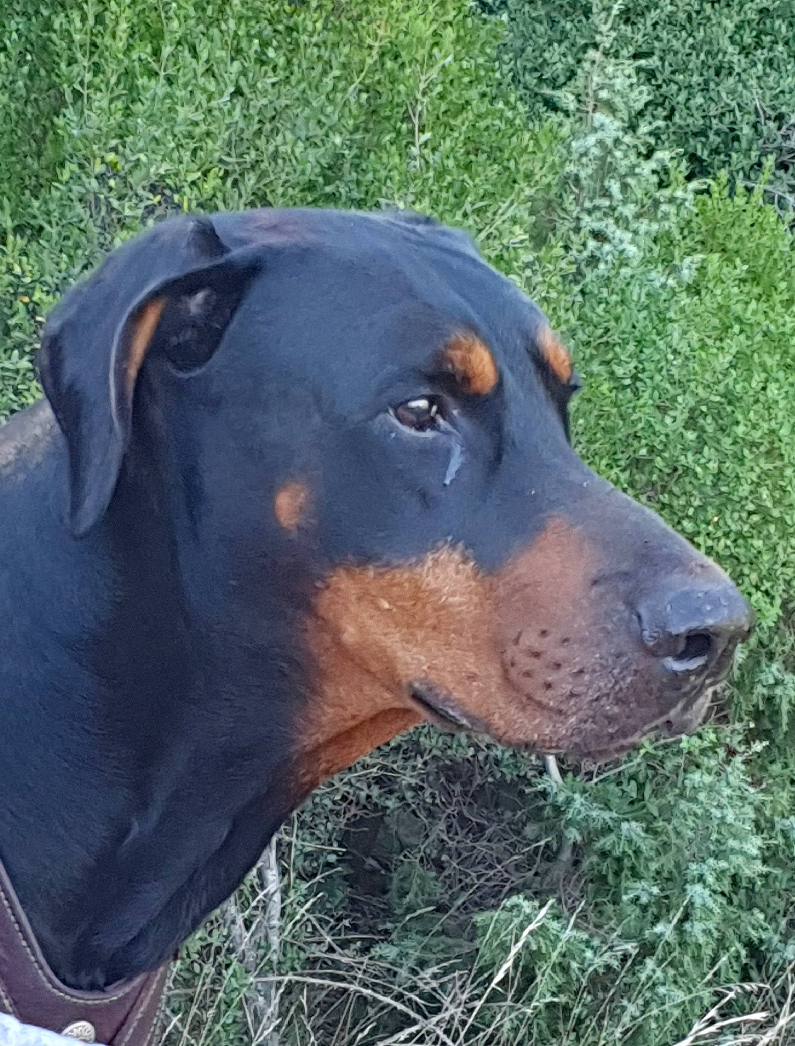 Iden Des Brumes De Kahlan