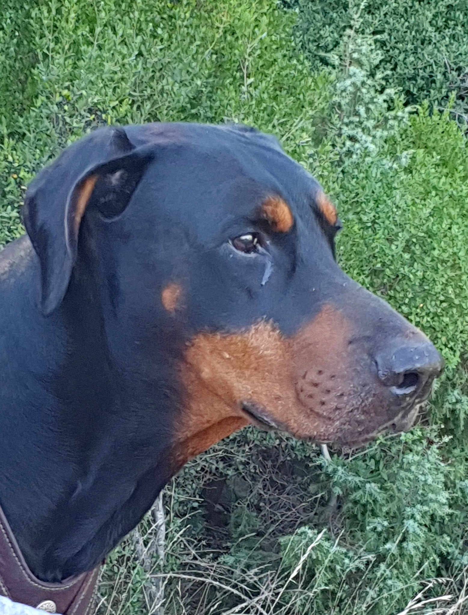 Iden Des Brumes De Kahlan