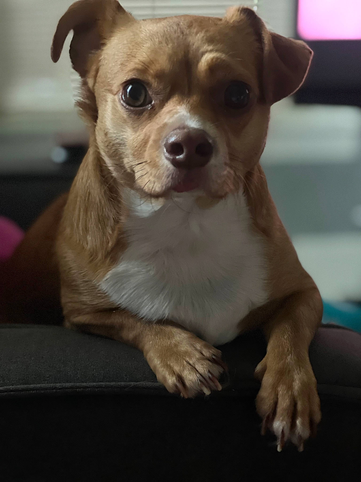 Cooper joined the competition — help win amazing prizes! ancient_dog_breeds, carnivore, chihuahua, companion_dog, dog, dog_breed, ear, fawn, fur, non_sporting_group, snout, sporting_group, terrestrial_animal, toy_dog, whiskers, working_animal