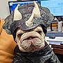 Lulu is registered to the contest to win money with this photo: bulldog, dog, costume, triceratops, dinosaur, pet, animal, face, wrinkles, fabric, horns, office, computer, desk, monitor, indoor, cute, portrait, animal_costume, pet_costume