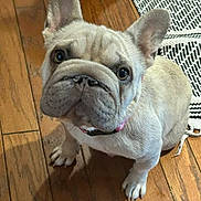 Lulu is registered to the contest to win money with this photo: french_bulldog, puppy, dog, pet, wooden_floor, indoor, curious, ears, sitting, looking_up, collar, flooring, domestic_animal, companion, fur, canine, animal, cute, young_dog, household