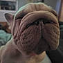 dog, bulldog, close_up, wrinkled_face, pet, animal, indoor, cute, nose, fur, sleepy, portrait, face, domestic_animal, muzzle, whiskers, ears, companion, relaxed, furry