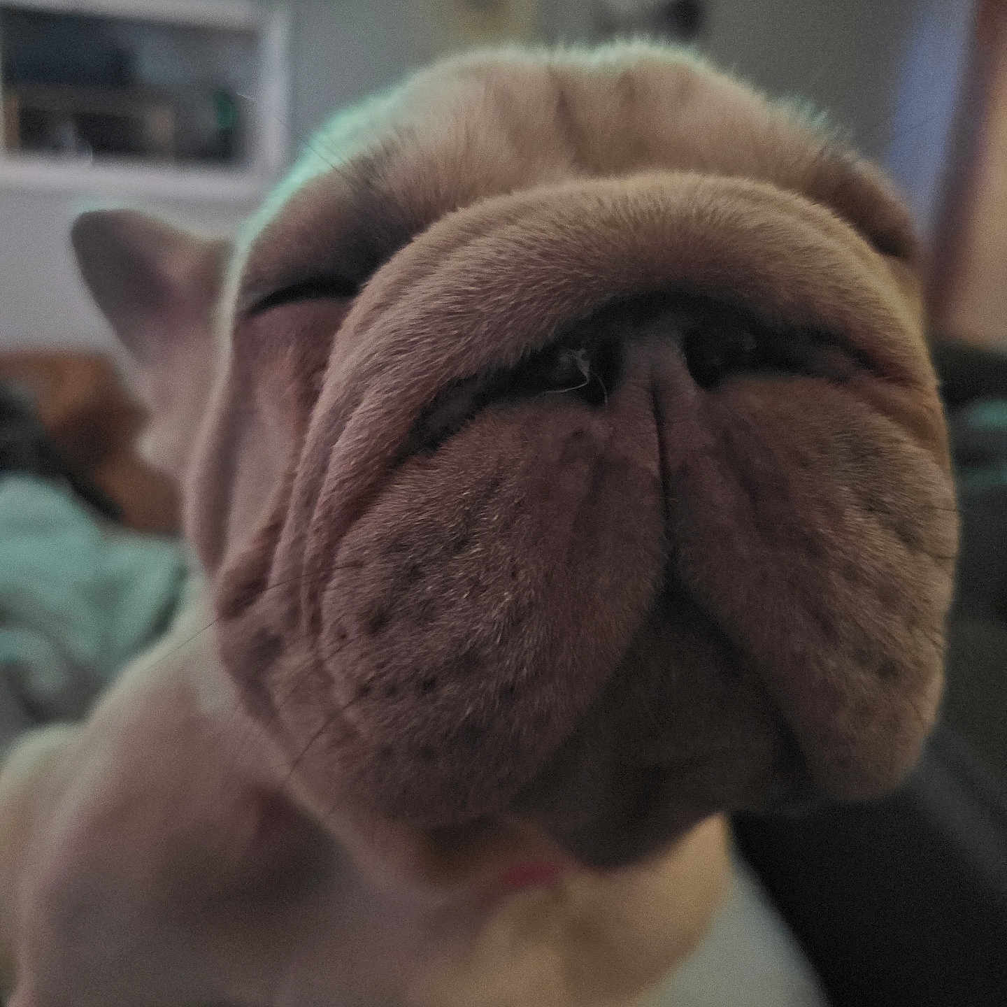 Lulu joined the competition — help win amazing prizes! animal, bulldog, close_up, companion, cute, dog, domestic_animal, ears, face, fur, furry, indoor, muzzle, nose, pet, portrait, relaxed, sleepy, whiskers, wrinkled_face