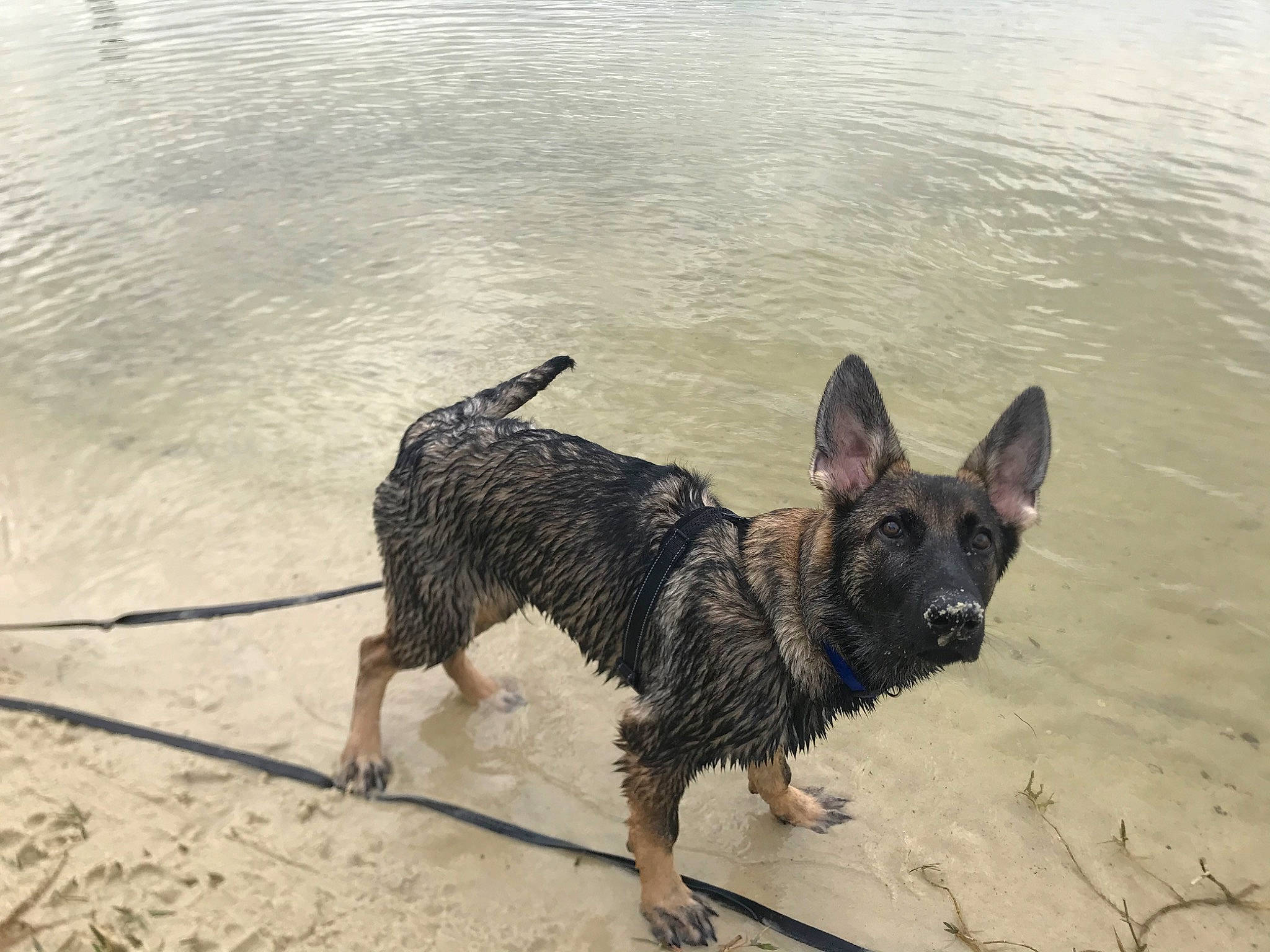Adonis is registered to the contest to win money with this photo: canidae, carnivore, dog, dog_breed, mammal, sporting_group, vertebrate, water, working_dog