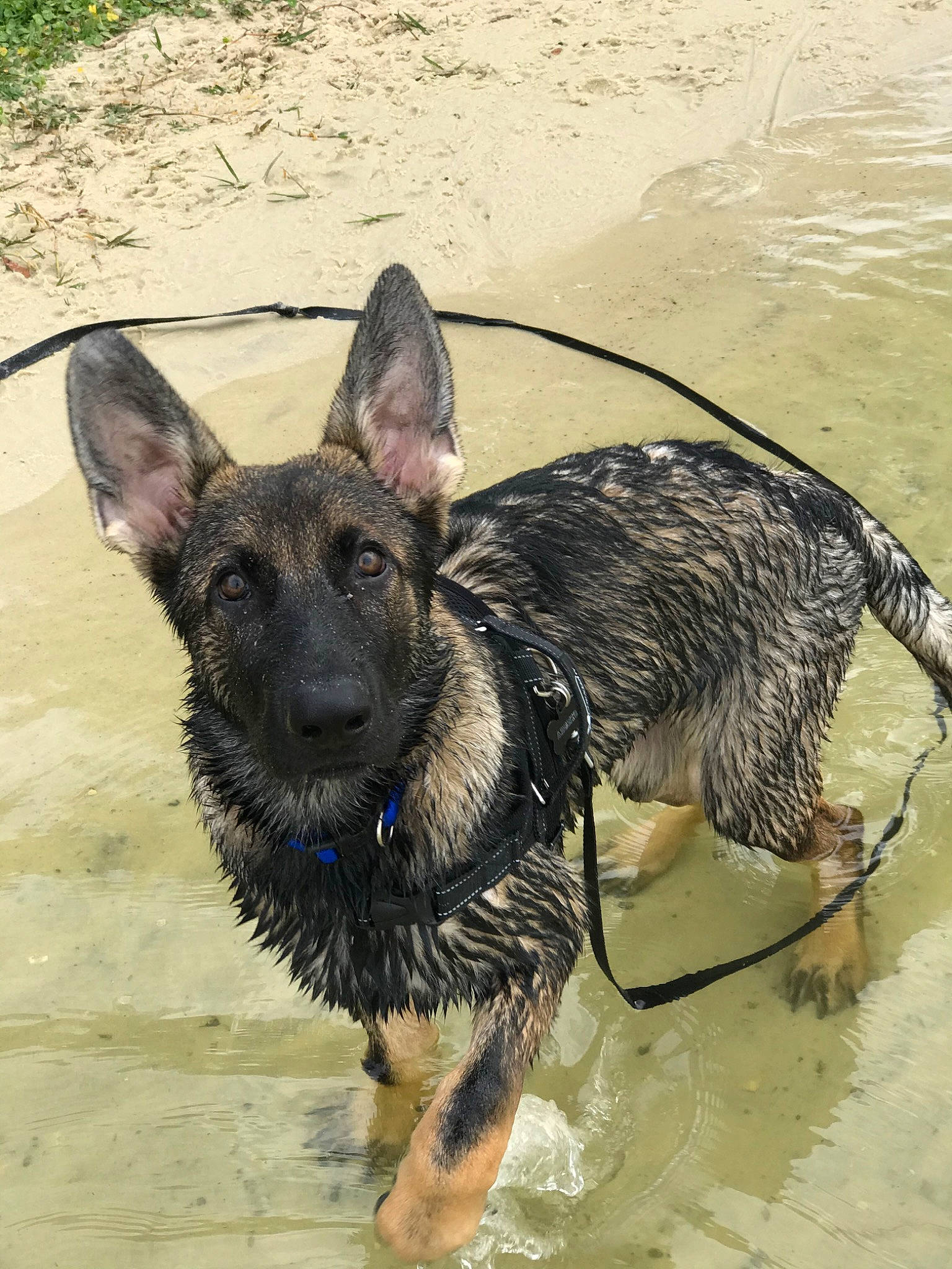 Adonis joined the competition — help win amazing prizes! bohemian_shepherd, canidae, carnivore, dog, dog_breed, dutch_shepherd_dog, east_european_shepherd, german_shepherd_dog, herding_dog, king_shepherd, kunming_wolfdog, mammal, old_german_shepherd_dog, rare_breed_dog, shiloh_shepherd_dog, snout, sporting_group, vertebrate, working_dog