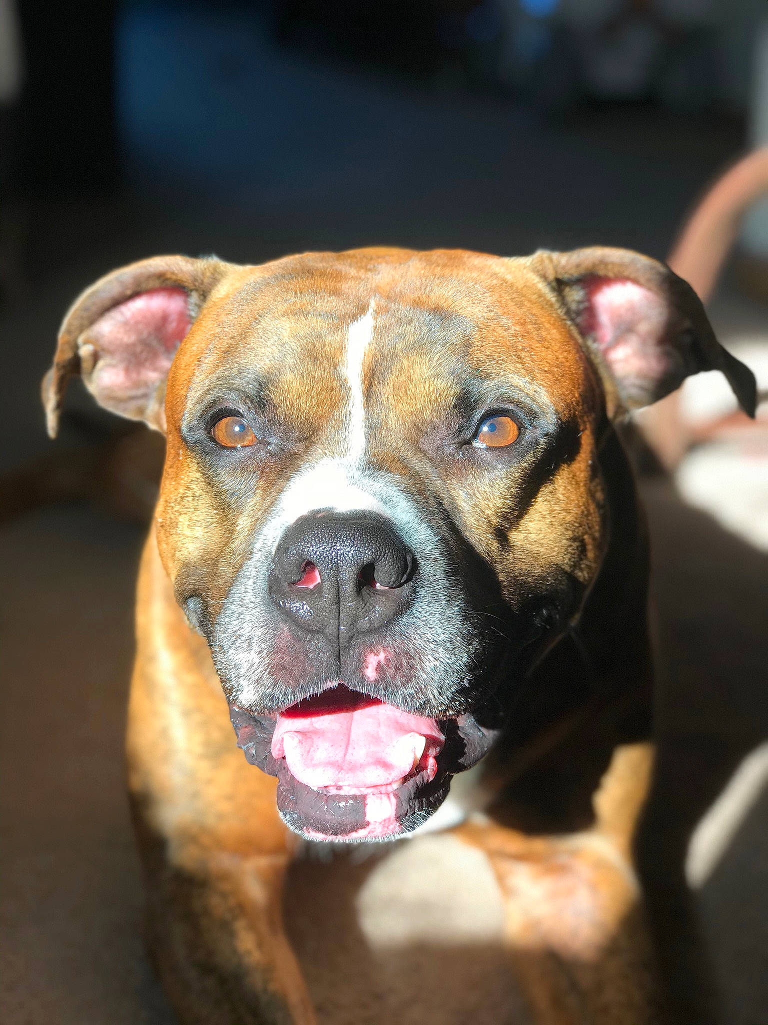 Casanova joined the competition — help win amazing prizes! american_bulldog, american_pit_bull_terrier, american_staffordshire_terrier, bulldog, canidae, carnivore, dog, dog_breed, fawn, mammal, non_sporting_group, old_english_bulldog, olde_english_bulldogge, pit_bull, rare_breed_dog, snout, sporting_group, valley_bulldog, vertebrate, whiskers