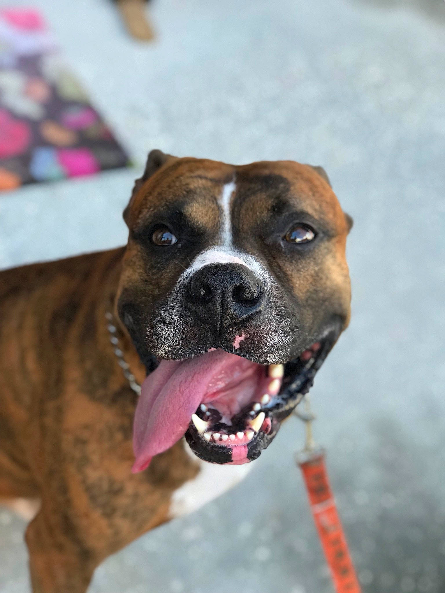 Casanova is registered to the contest to win money with this photo: american_pit_bull_terrier, american_staffordshire_terrier, boerboel, boxer, bullmastiff, canidae, carnivore, dog, dog_breed, fawn, mammal, non_sporting_group, old_english_bulldog, olde_english_bulldogge, perro_de_presa_canario, rare_breed_dog, snout, sporting_group, valley_bulldog, vertebrate