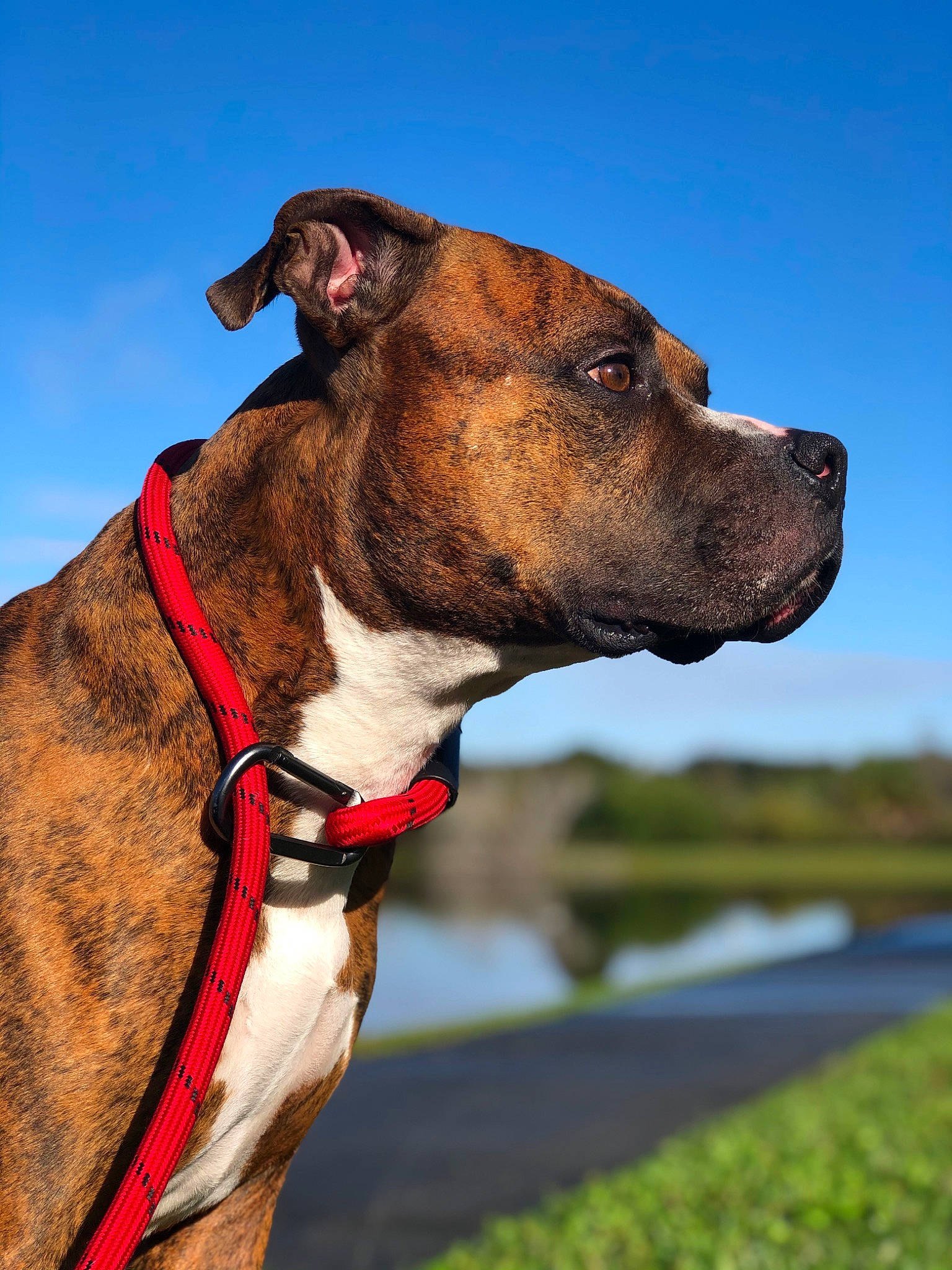 Casanova is registered to the contest to win money with this photo: adventure, alano_espanol, alaunt, american_pit_bull_terrier, american_staffordshire_terrier, canidae, carnivore, collar, dog, dog_breed, dog_collar, fawn, leash, mammal, non_sporting_group, pit_bull, snout, sporting_group, valley_bulldog, vertebrate
