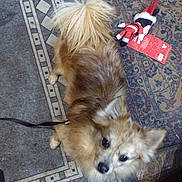 Mister joined the competition — help win amazing prizes! dog, indoor, carpet, patterned_rug, toy, box, brown_fur, curled_tail, leash, floor, plush_toy, household_items, wood, container, pet, looking_up, shadow, casual, candid, furry