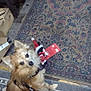 Mister is registered to the contest to win money with this photo: dog, indoor, rug, toy, santa_claus, wood_floor, leash, curious, pet, domestic, furry, brown, small_dog, cozy, stove, box, patterned_rug, animal, flooring, looking_up