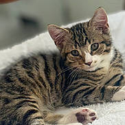 Teddy joined the competition — help win amazing prizes! kitten, tabby, cat, animal, pet, feline, cute, soft, blanket, paw, striped, young, resting, fur, whiskers, indoors, cozy, relaxed, closeup, sleepy
