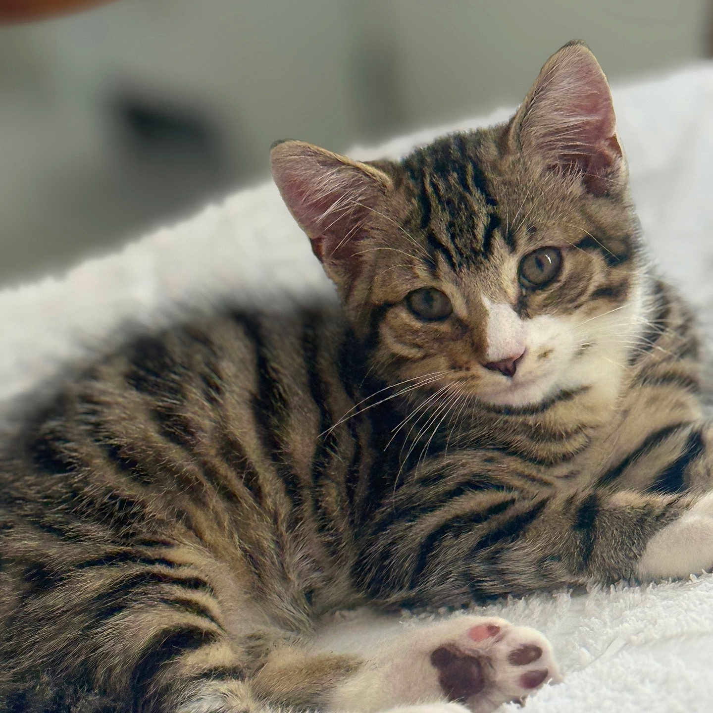 Teddy joined the competition — help win amazing prizes! animal, blanket, cat, closeup, cozy, cute, feline, fur, indoors, kitten, paw, pet, relaxed, resting, sleepy, soft, striped, tabby, whiskers, young