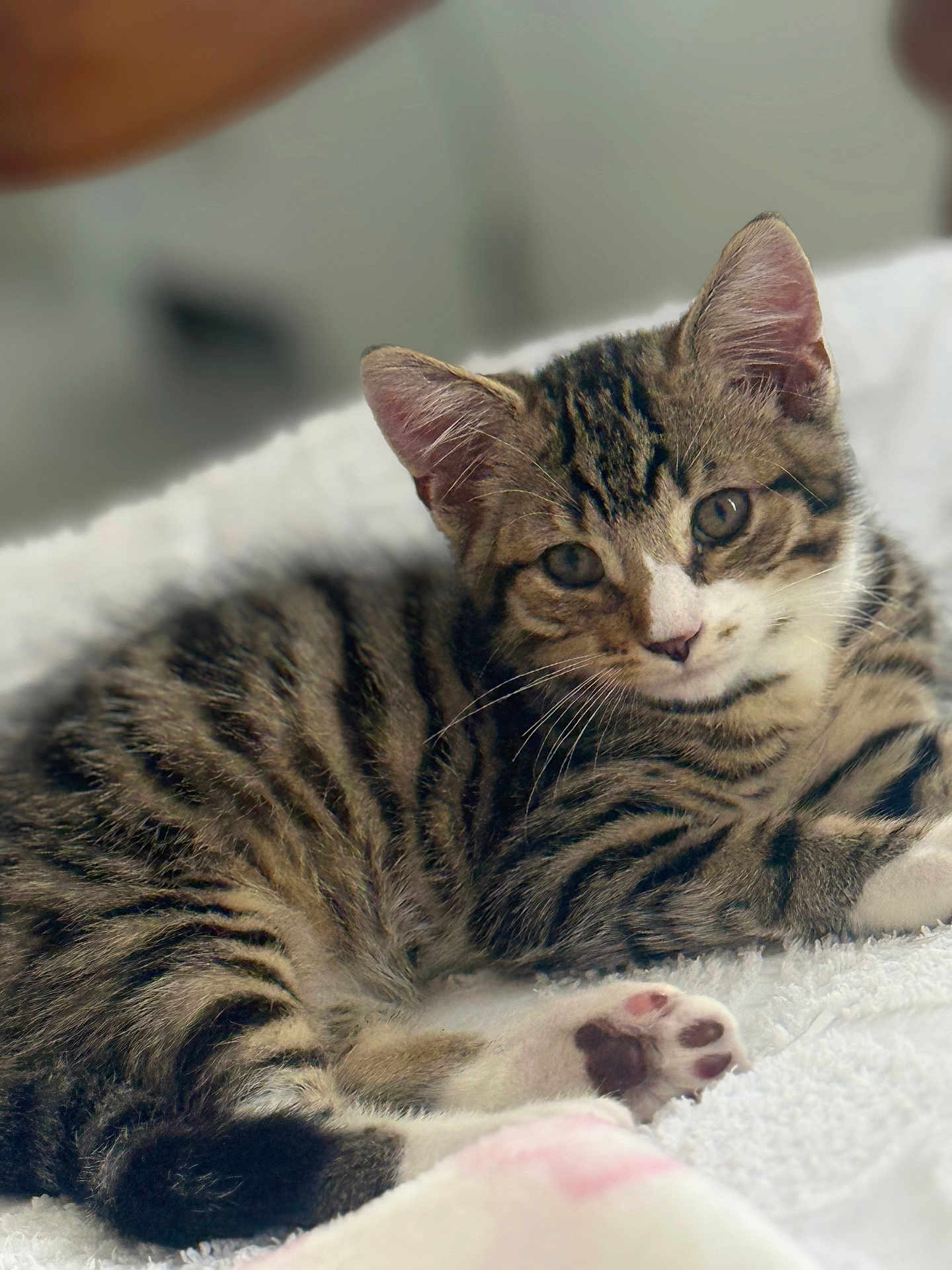 Teddy joined the competition — help win amazing prizes! kitten, tabby, cat, animal, pet, feline, cute, soft, blanket, paw, striped, young, resting, fur, whiskers, indoors, cozy, relaxed, closeup, sleepy