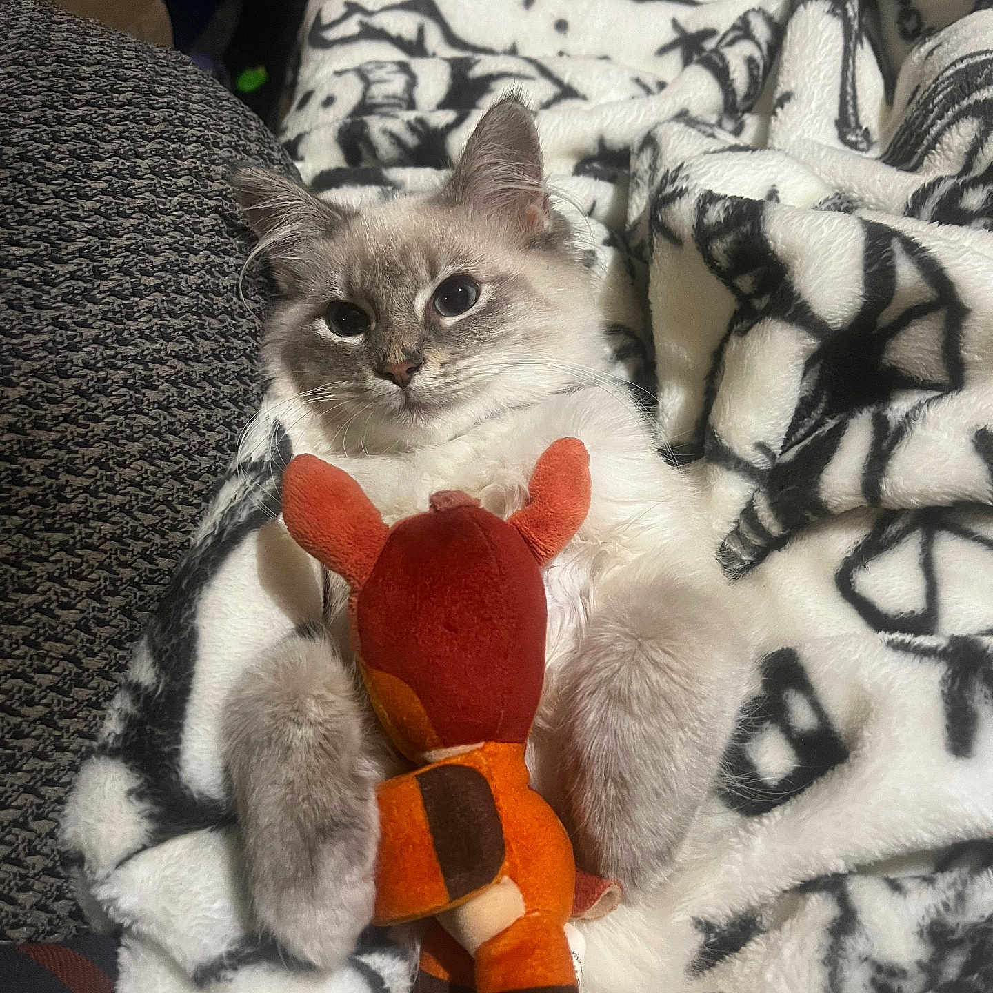 Missy is registered to the contest to win money with this photo: animal, blanket, cat, closeup, comfort, cozy, cute, domestic_cat, fur, indoor, patterned_blanket, paws, pet, plush, relaxed, resting, sitting, soft, stuffed_toy, whiskers