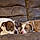 Oakie And Junie