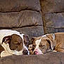 dog, sleeping, brown_couch, pet, animal, indoor, relaxing, cozy, companions, resting, fur, closeup, cute, domestic_animal, friendship, snout, ears, nose, two_animals, couch