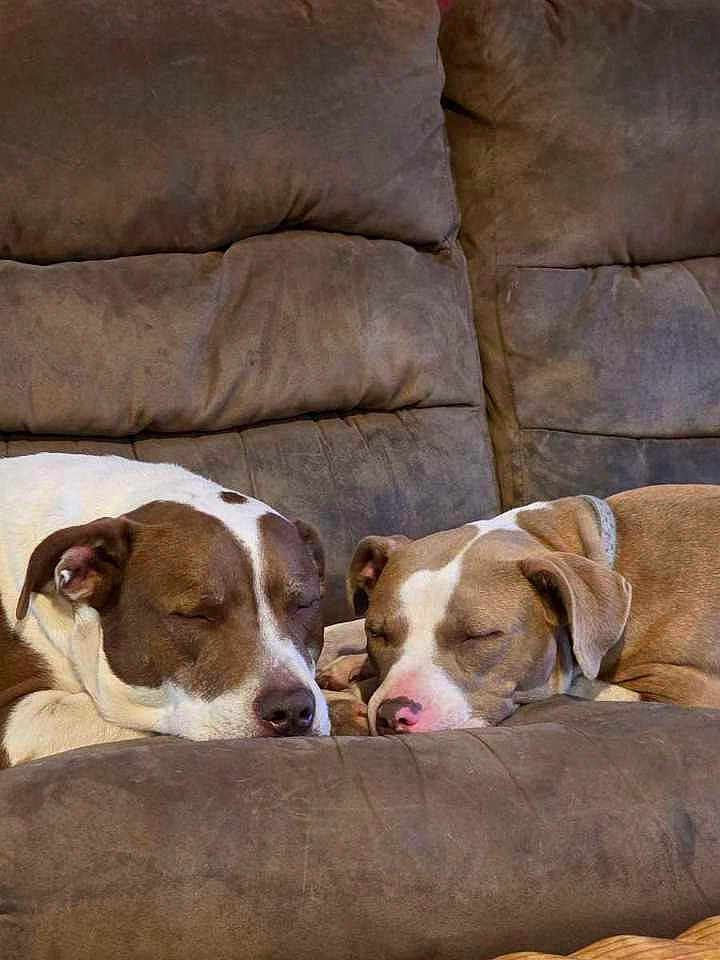 Oakie And Junie joined the competition — help win amazing prizes! dog, sleeping, brown_couch, pet, animal, indoor, relaxing, cozy, companions, resting, fur, closeup, cute, domestic_animal, friendship, snout, ears, nose, two_animals, couch